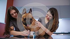 Veterinary doctors examining French Bulldog leg in modern clinic