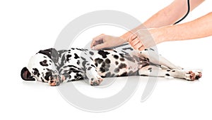 Veterinary examination of Dalmatian dog