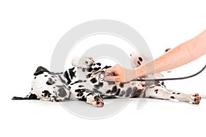 Veterinary examination of Dalmatian dog lying