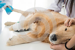 Veterinary examination of dog health. The Golden Retriever is sleeping in the examination room of the Animal Hospital.