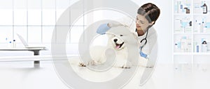 Veterinary examination dog veterinarian checks the ears dog on t