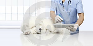 Veterinary examination sick dog and using digital tablet, on vet