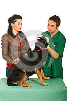 Veterinary examine dog