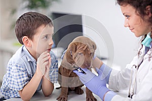 Controllare con uno stetoscopio esamina Shar Pei cane.