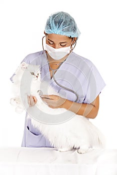 Veterinary examining cat