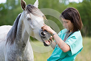 Veterinario sul 