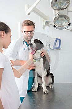 Veterinary and girl stroking dog at clinic