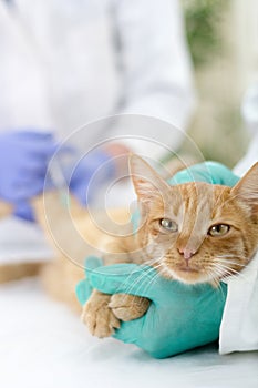 Veterinary giving the vaccine to the cat