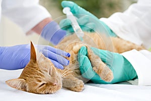 Veterinary giving the vaccine to the little cat