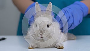 Veterinary hands examining rabbit fur for fleas or mites, pet healthcare exam