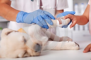 Veterinary healthcare professional bandaging cute puppy dog paw - helped by young owner