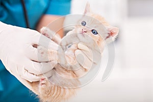 Veterinary healthcare professional examine a cute kitten with a stethoscope