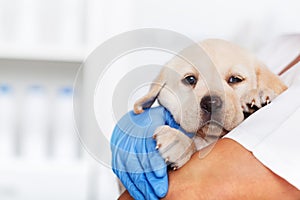 Veterinary healthcare professional holding a cute labrador puppy photo