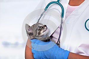 Veterinary healthcare professional holding young kitten
