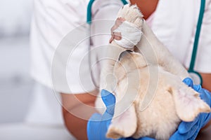 Veterinary healthcare professional holding young puppy with bandage on paw