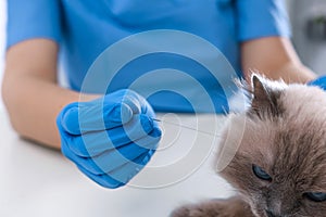 Veterinary holding acupuncture needle near cat`s head in clinic, closeup. Animal treatment