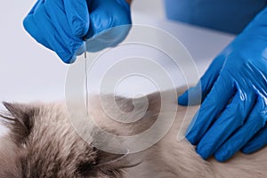 Veterinary holding acupuncture needle near cat`s head, closeup. Animal treatment