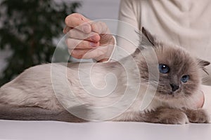 Veterinary holding acupuncture needle near cat`s head indoors, closeup. Animal treatment