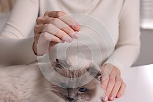Veterinary holding acupuncture needle near cat`s head indoors, closeup. Animal treatment