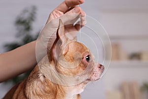 Veterinary holding acupuncture needle near dog`s head in clinic, closeup. Animal treatment