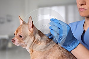 Veterinary holding acupuncture needle near dog`s neck in clinic, closeup