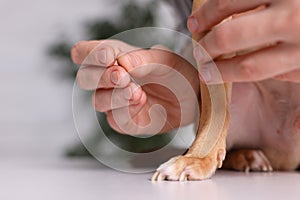 Veterinary holding acupuncture needle near dog`s paw indoors, closeup. Animal treatment