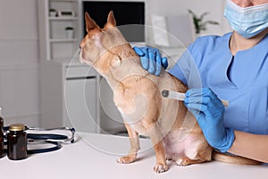 Veterinary holding moxa stick near cute dog in clinic, closeup. Animal acupuncture treatment