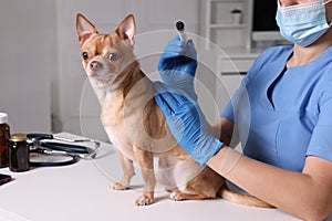 Veterinary holding moxa stick near cute dog in clinic, closeup. Animal acupuncture treatment