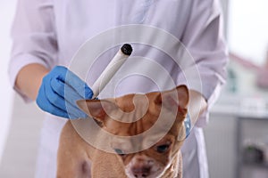 Veterinary holding moxa stick near dog in clinic, closeup. Animal acupuncture treatment