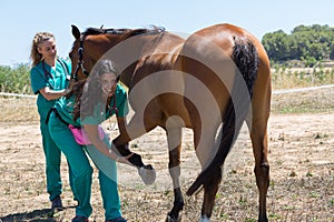 Veterinary horses on the farm