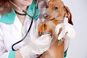 Veterinary inspect the dog