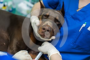 Veterinary inspection of the dog Doberman. Preparation for surgery.
