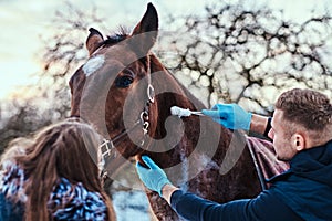 A veterinary man with his assistant treating a brown purebred horse, papillomas removal procedure using cryodestruction