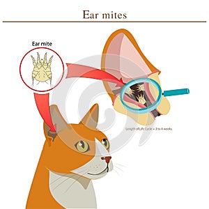 Veterinary Medicine. Cat Ear Mites Vector Illustration. Ear Mites In Animal. Spread Of Infection.