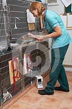 Veterinary Nurse Checking On Animals In Cages