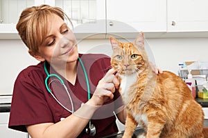 Veterinary Nurse Examining Cat In Surgery