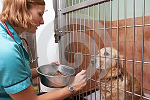 Veterinary Nurse Feeding Dog In Cage