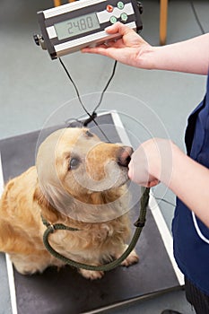 Veterinary Nurse Weighing Dog In Surgery