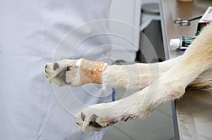 Veterinary operation on a dog.