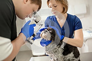 Veterinary, ophthalmologists examine the injured eye of a dog with a slit lamp in a veterinary clinic