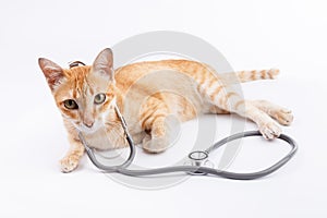 Veterinary for pets concept photo