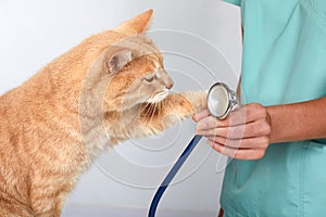 Veterinarian doctor with cat in veterinary clinic. photo