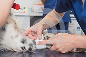 Veterinary places sterile bandage in dog paw