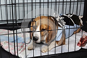 Veterinary protective bandage for dogs after surgery. Sick dog Beagle in a cage