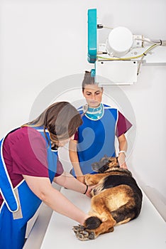 Veterinary radiologist examining dog in x-ray room