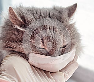 Veterinary science. grey furry cat in a medical mask. epidemic