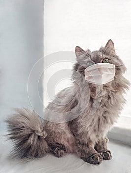 Veterinary science. grey furry cat in a medical mask. epidemic