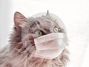 Veterinary science. grey furry cat in a medical mask. epidemic