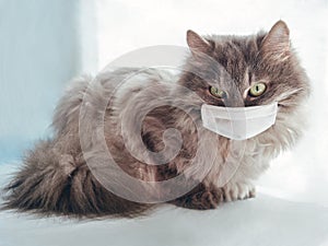 Veterinary science. grey furry cat in a medical mask. epidemic