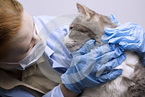 Veterinary science topic: vet examines a cat.
